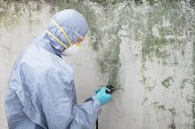 Best Mold Remediation for Vacation Homes  in George, IA